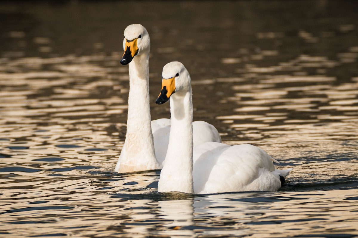 Whooper Swan - ML553112831