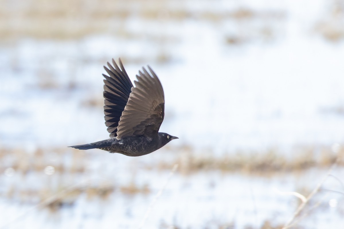 Rusty Blackbird - Mike Andersen