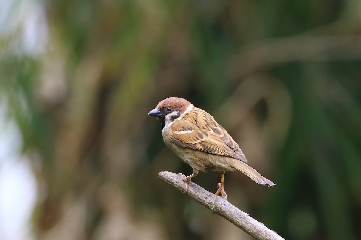 Eurasian Tree Sparrow - Mangesh Prabhulkar