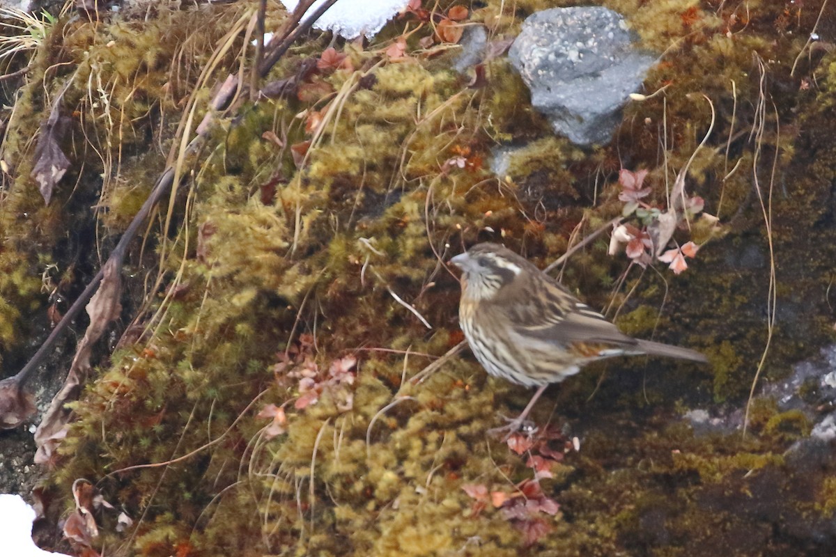 Himalayan White-browed Rosefinch - ML553113871