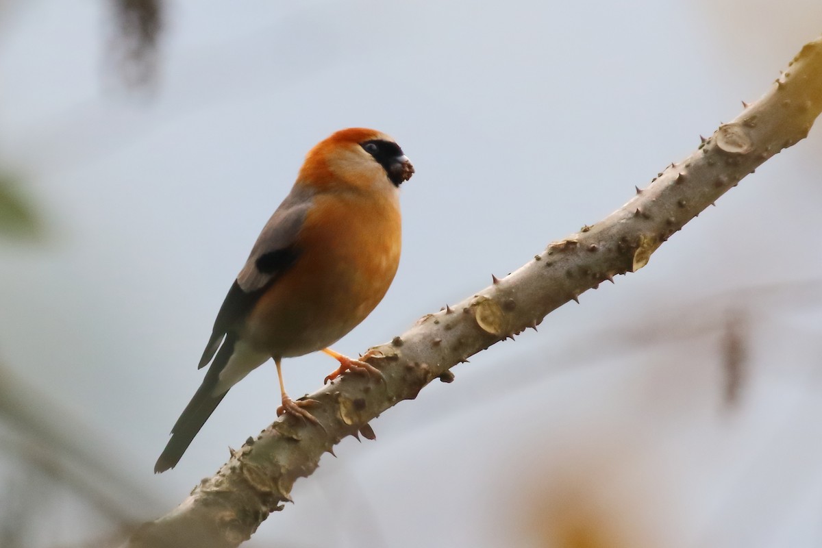 Red-headed Bullfinch - Mangesh Prabhulkar