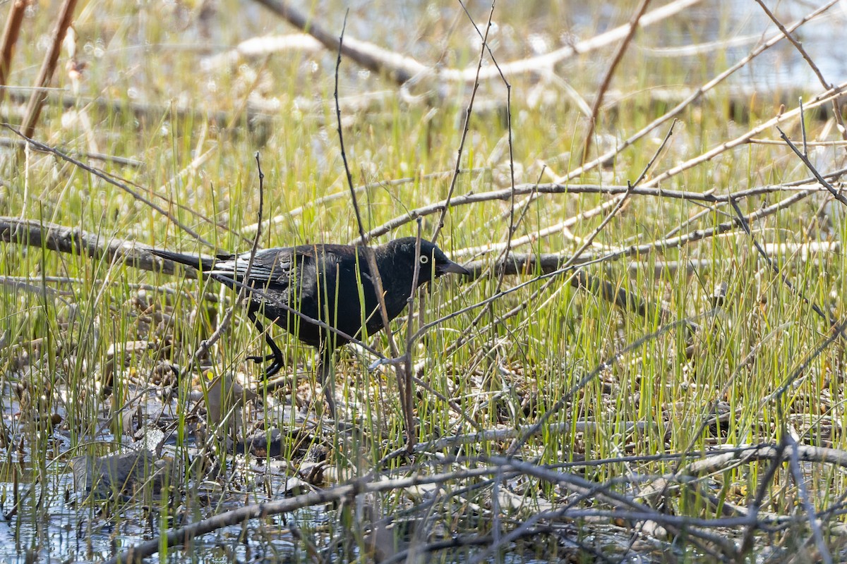 Rusty Blackbird - Mike Andersen