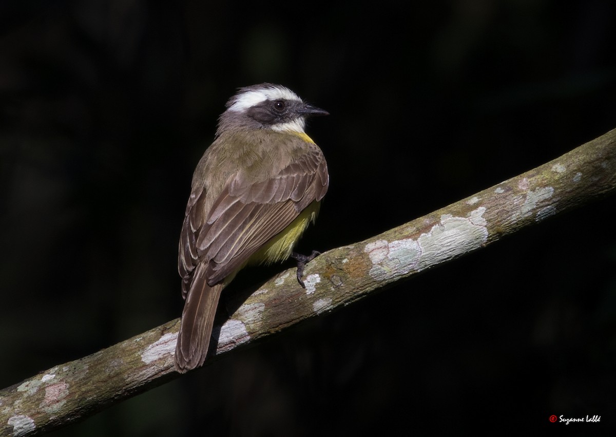 Social Flycatcher - ML55311441