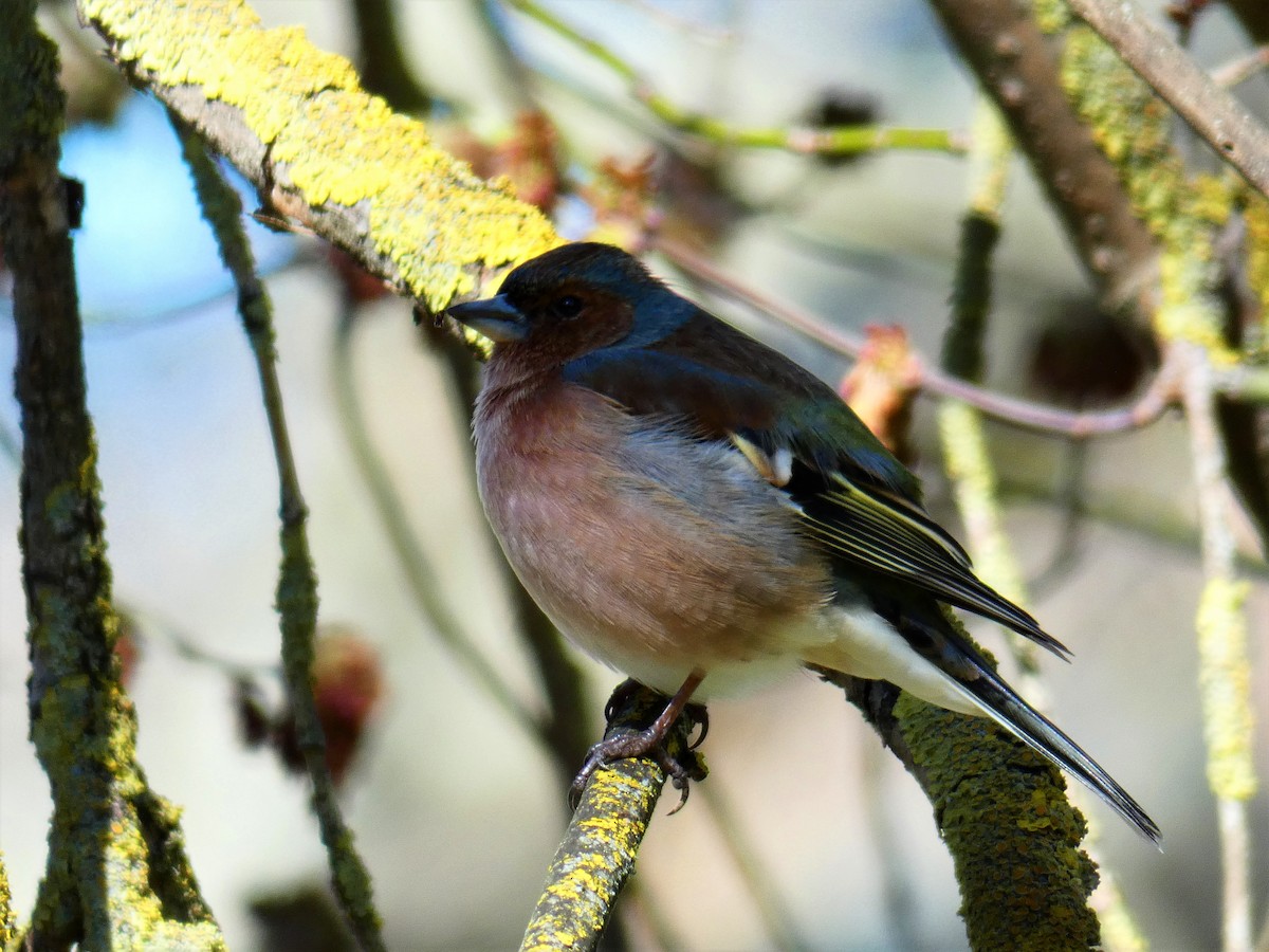 Common Chaffinch - ML553114621
