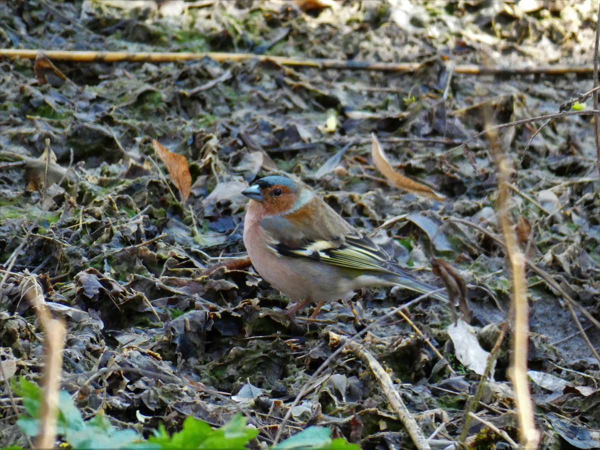 Common Chaffinch - ML553114891