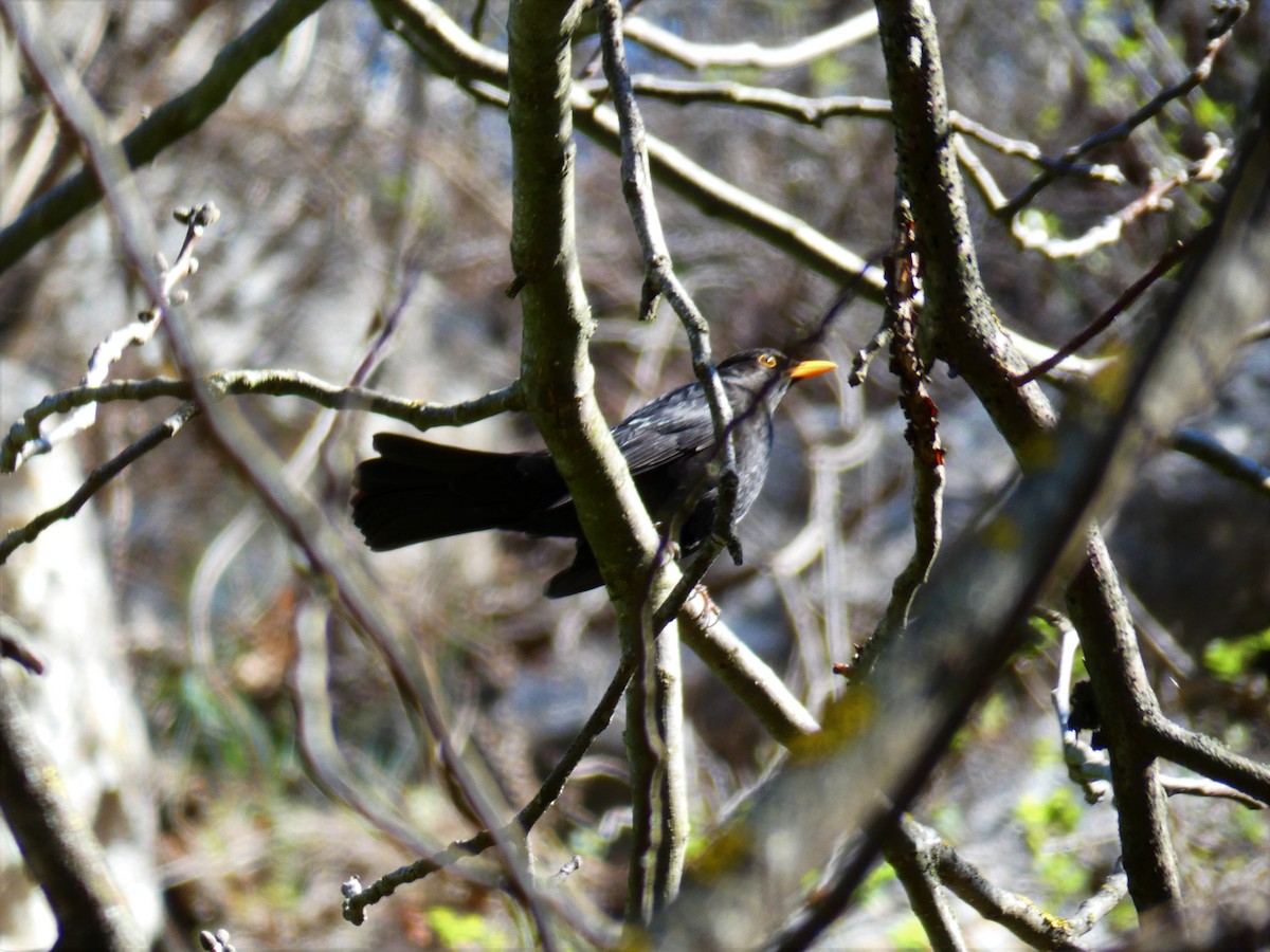 Eurasian Blackbird - ML553114921