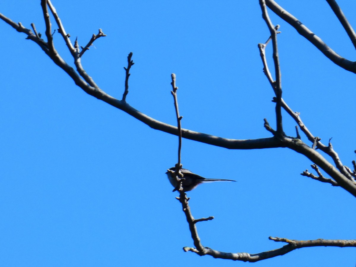 Long-tailed Tit - ML553114971