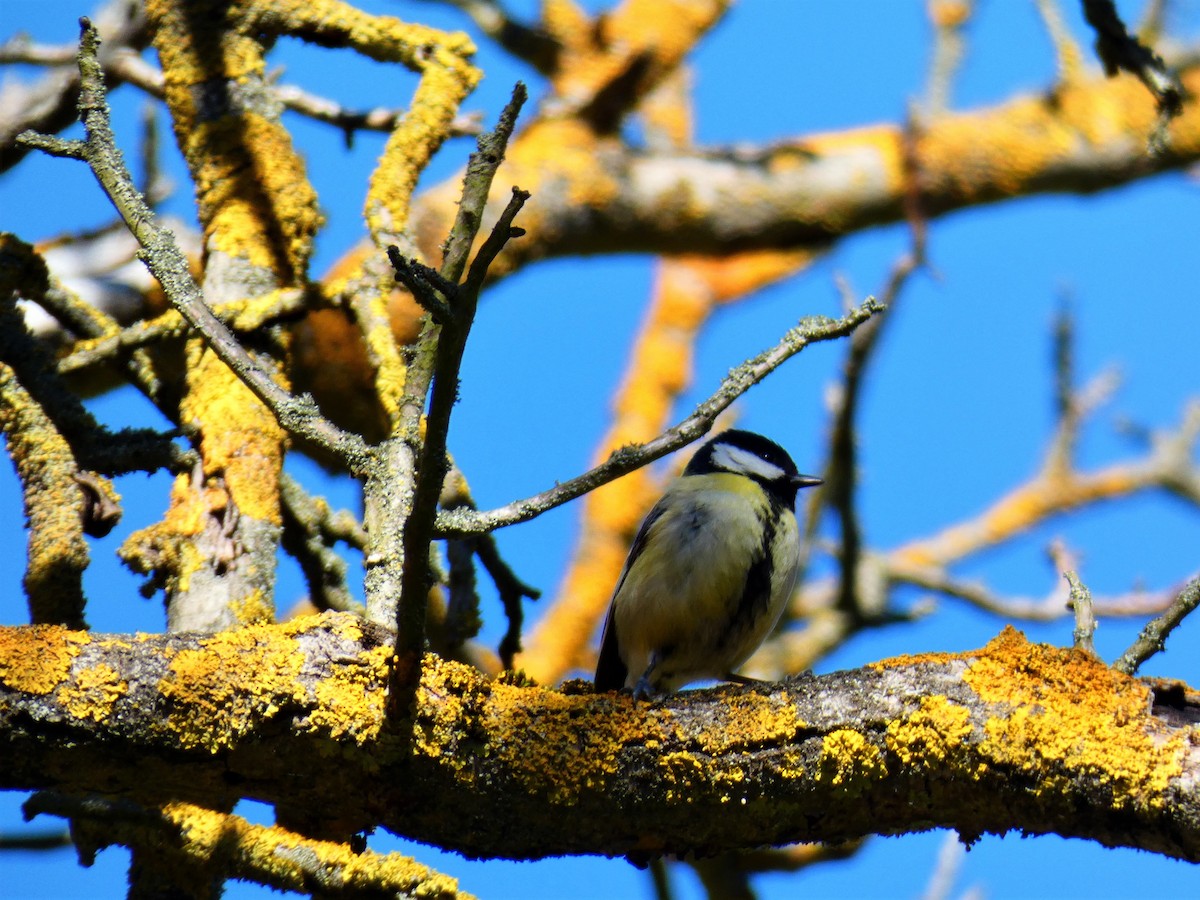 Great Tit - ML553115201