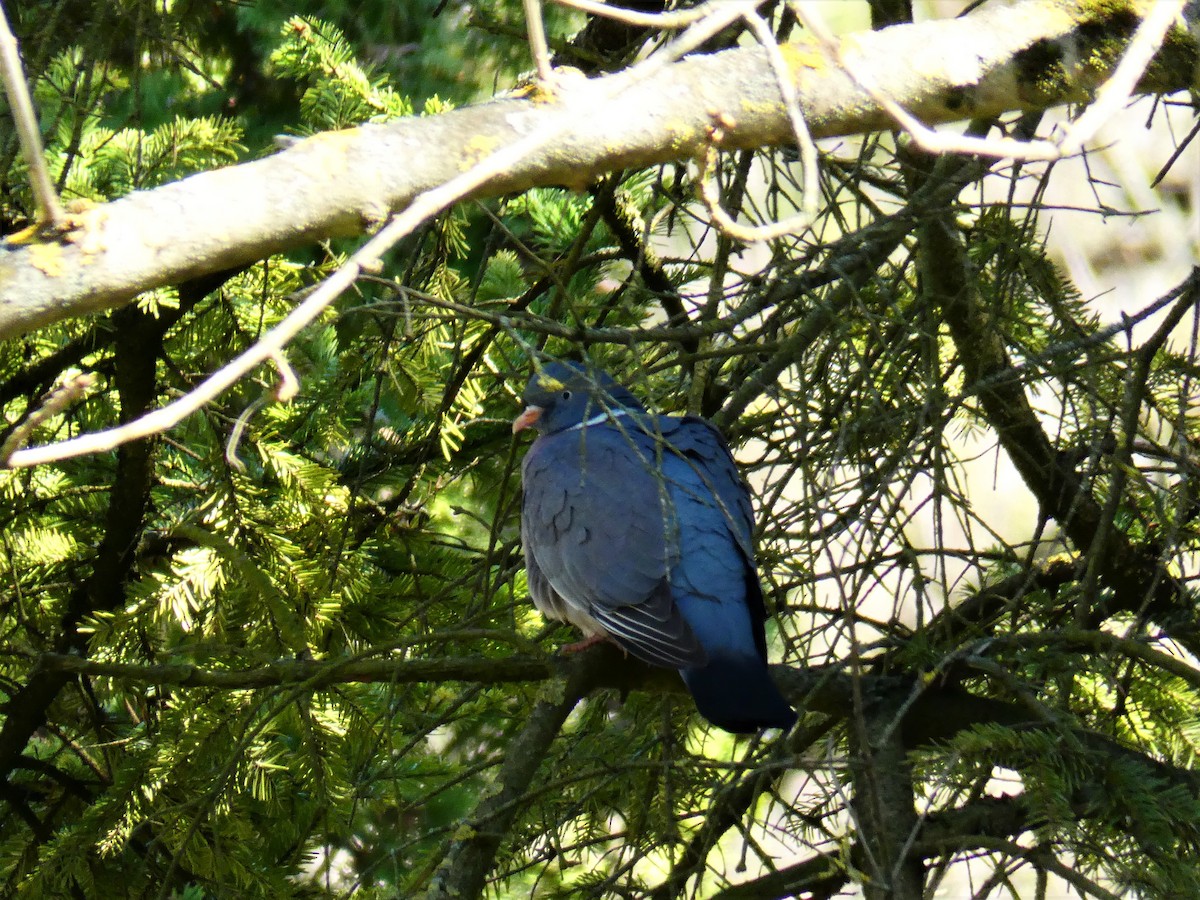Common Wood-Pigeon - ML553115281