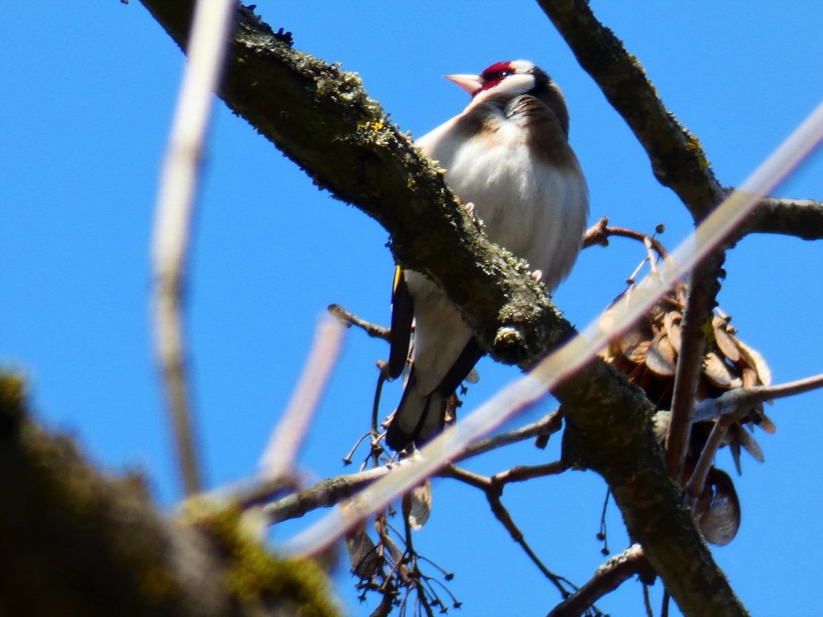 European Goldfinch - ML553115491