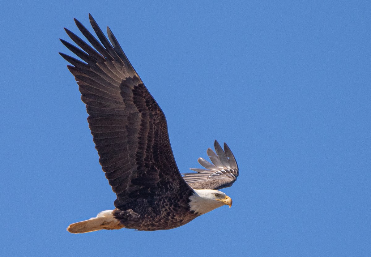 Bald Eagle - ML553115521