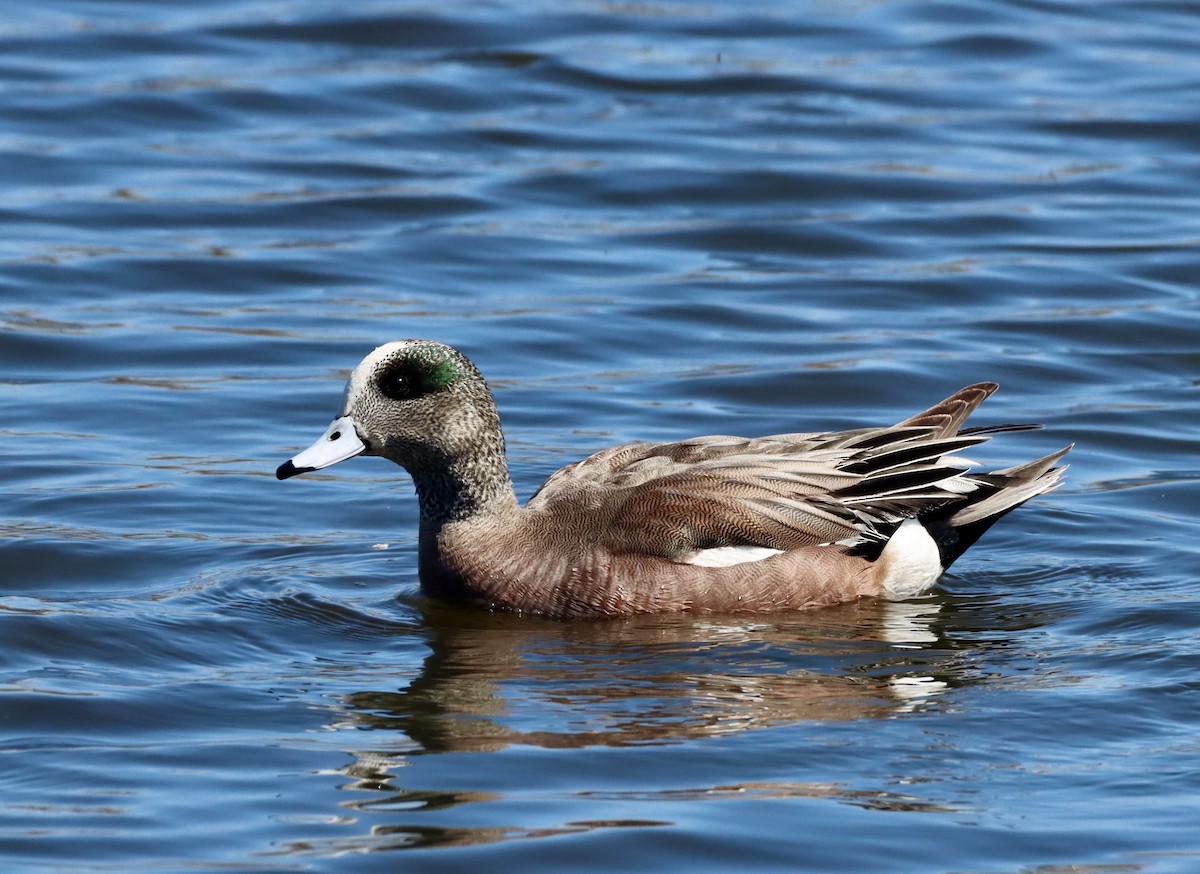 American Wigeon - ML553115991