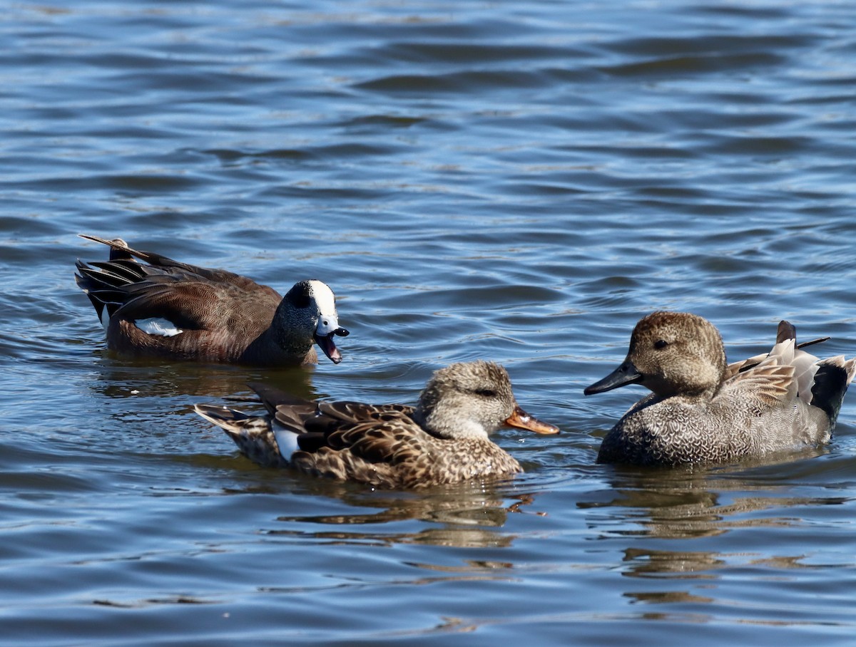 American Wigeon - ML553116001