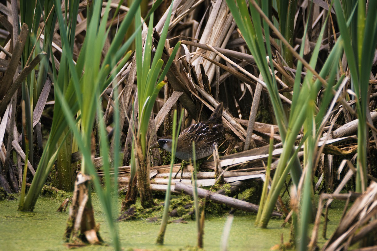 Sora - Adrián González González