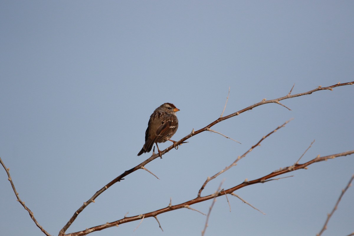 White-crowned Sparrow - ML553117281