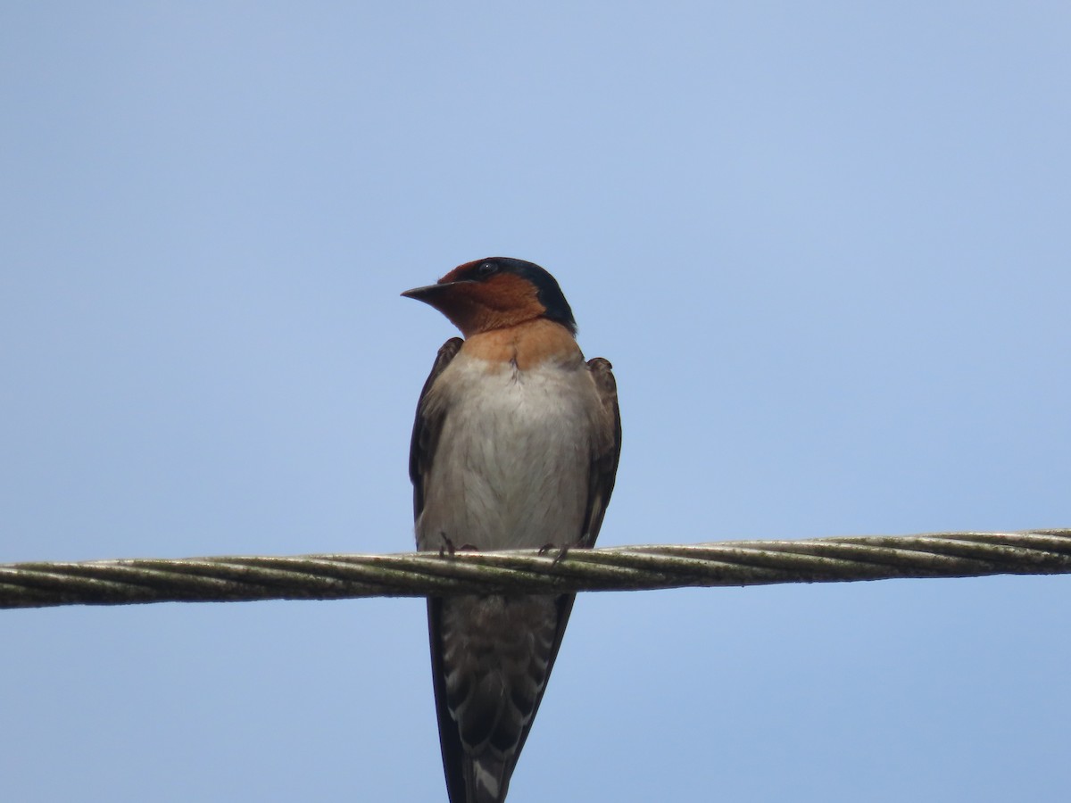 Golondrina del Pacífico - ML553117401