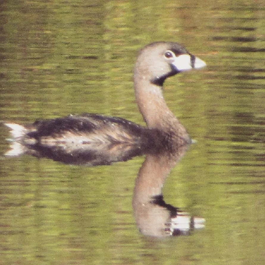 Pied-billed Grebe - ML553118621