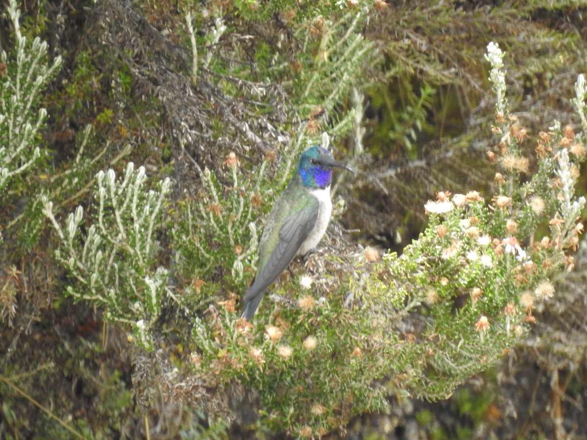 Colibri du Chimborazo - ML553118921