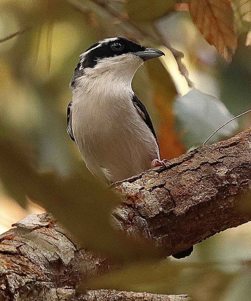White-browed Shrike-Babbler (Dalat) - Brian Cox