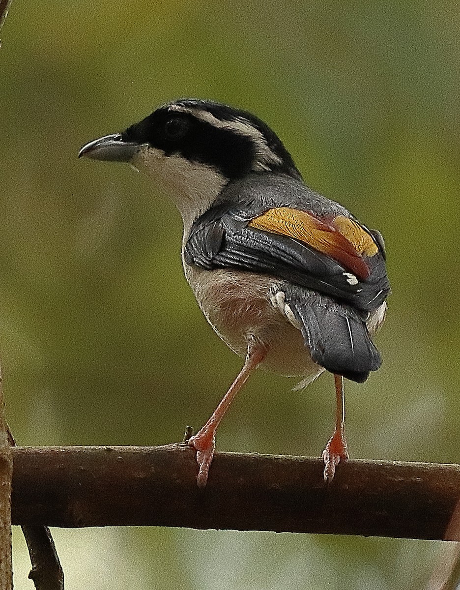 White-browed Shrike-Babbler (Dalat) - Brian Cox