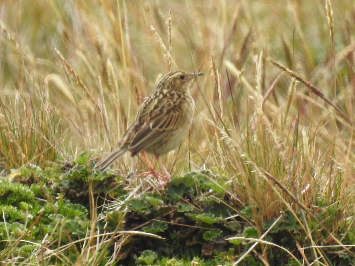 Paramo Pipit - ML553120421