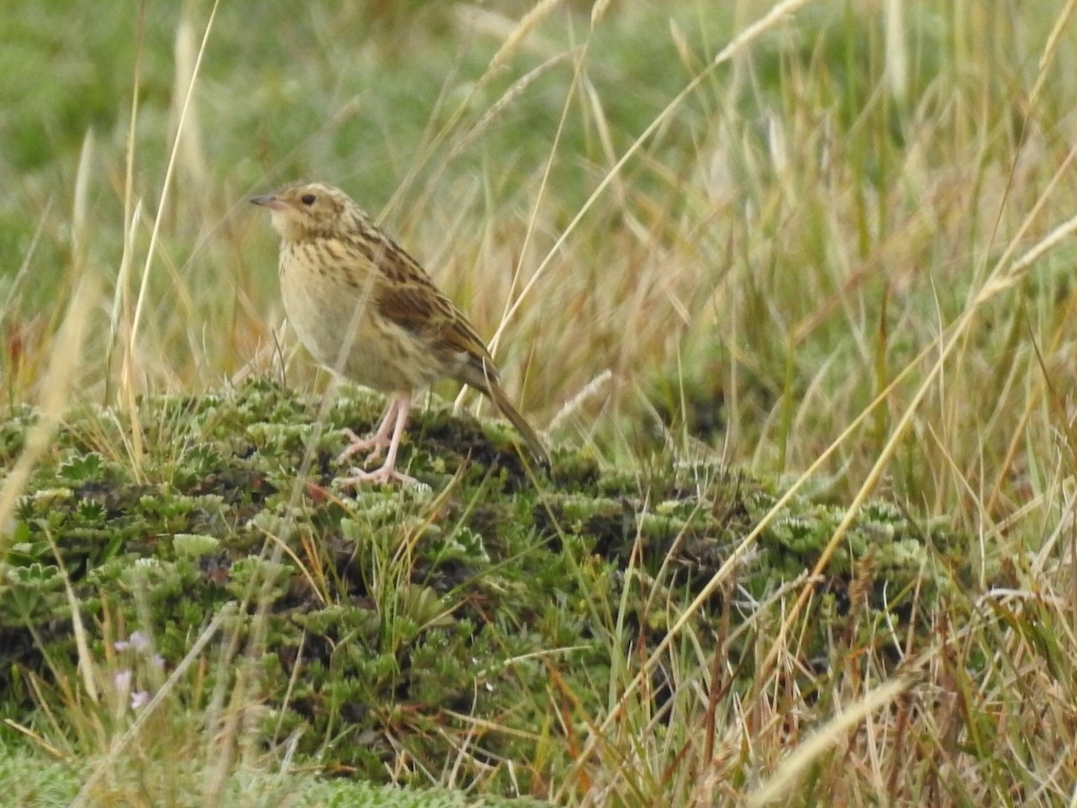 Paramo Pipit - ML553120431