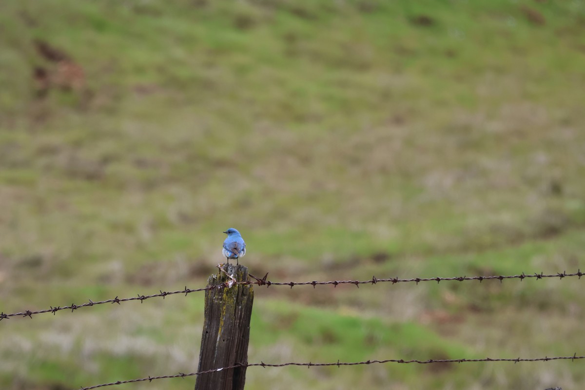 Mountain Bluebird - ML553122451