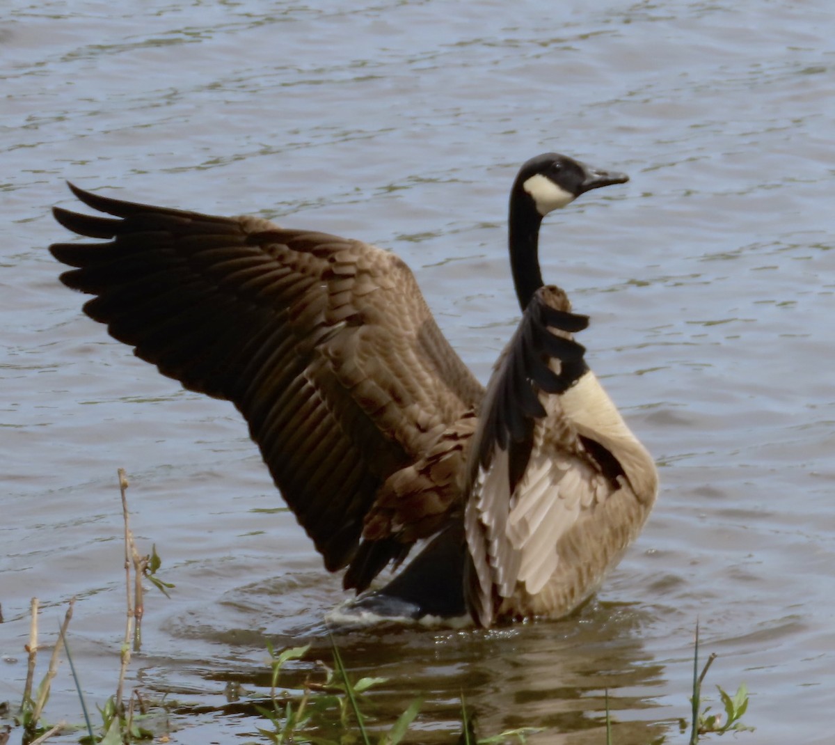 Canada Goose - ML553124991