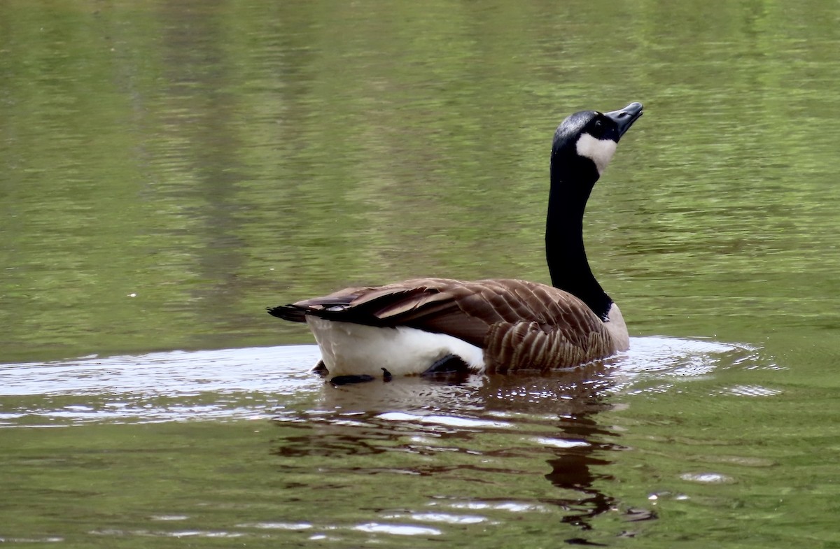 Canada Goose - ML553125001