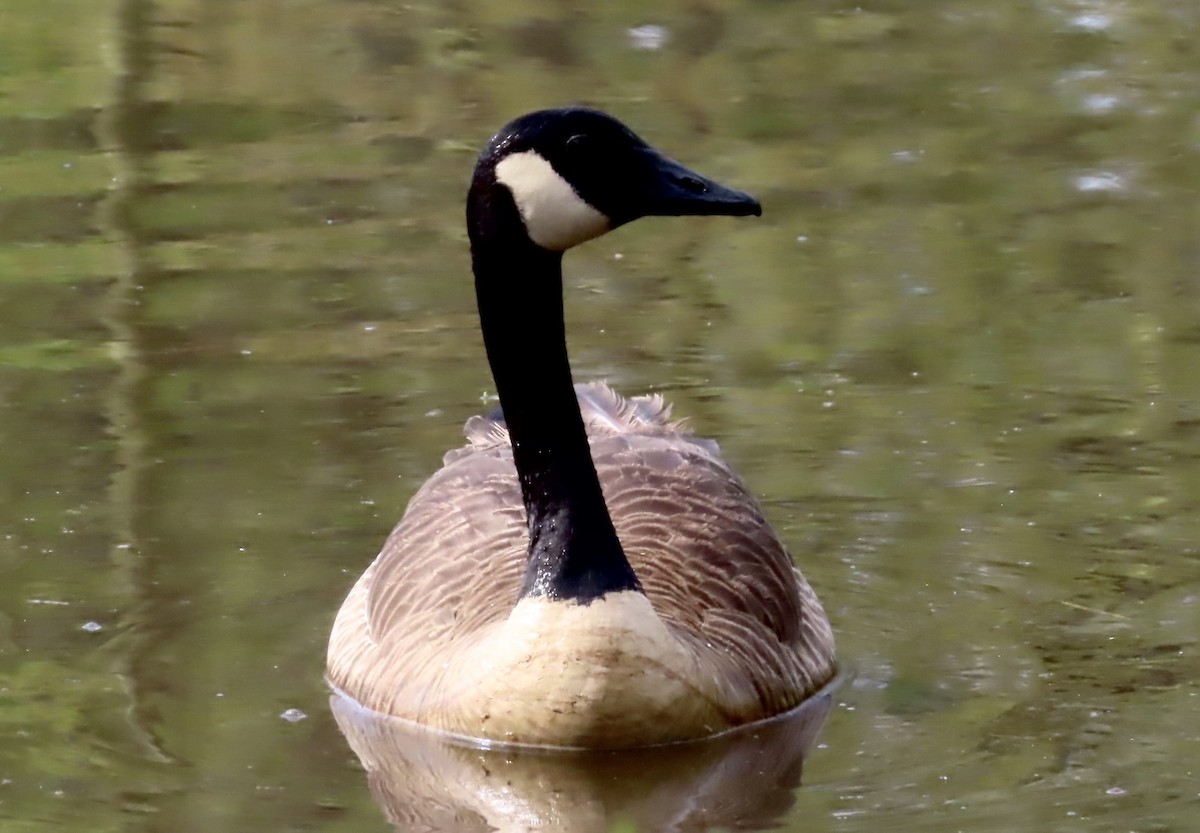 Canada Goose - ML553125011