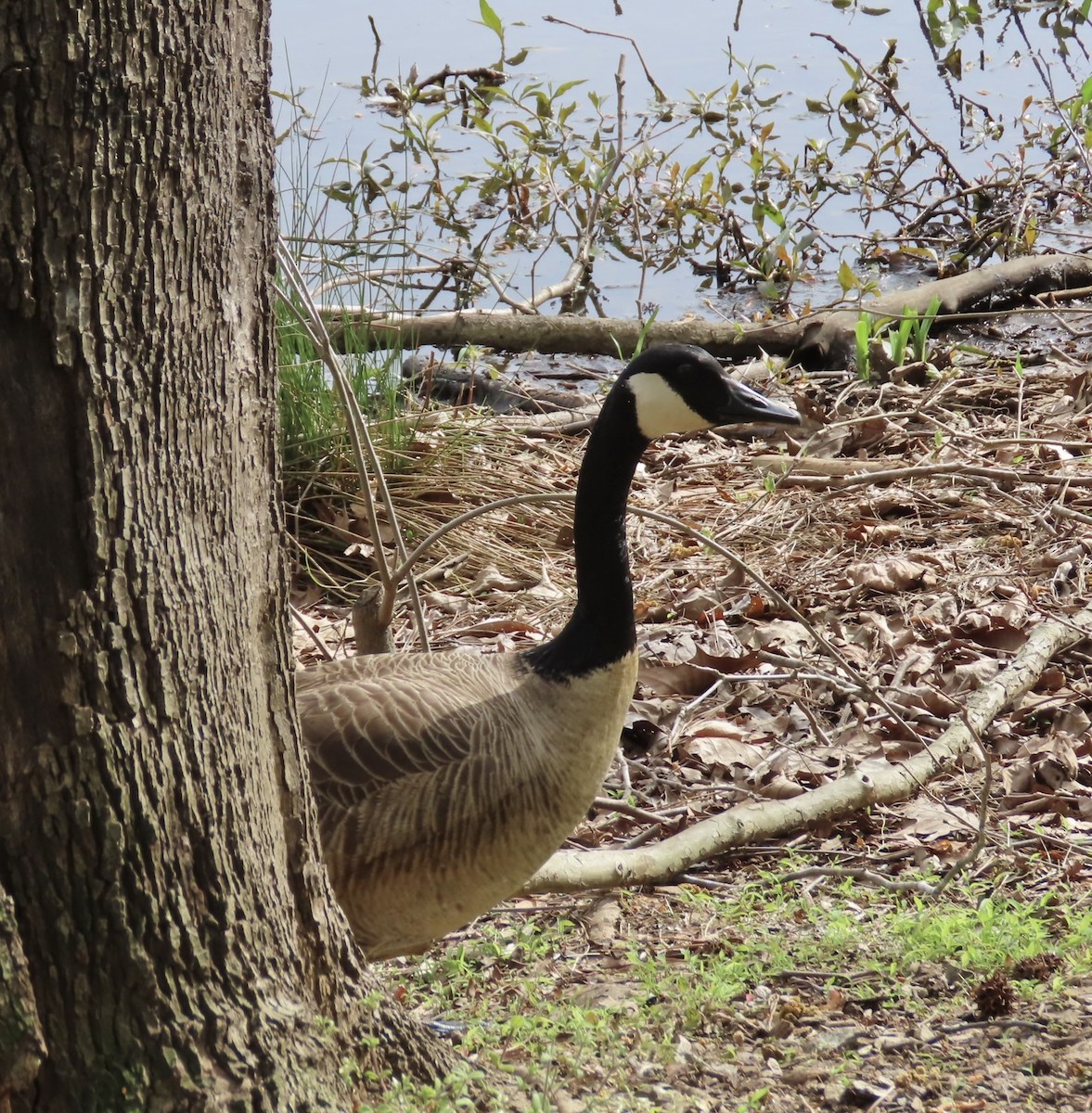 Canada Goose - ML553125031