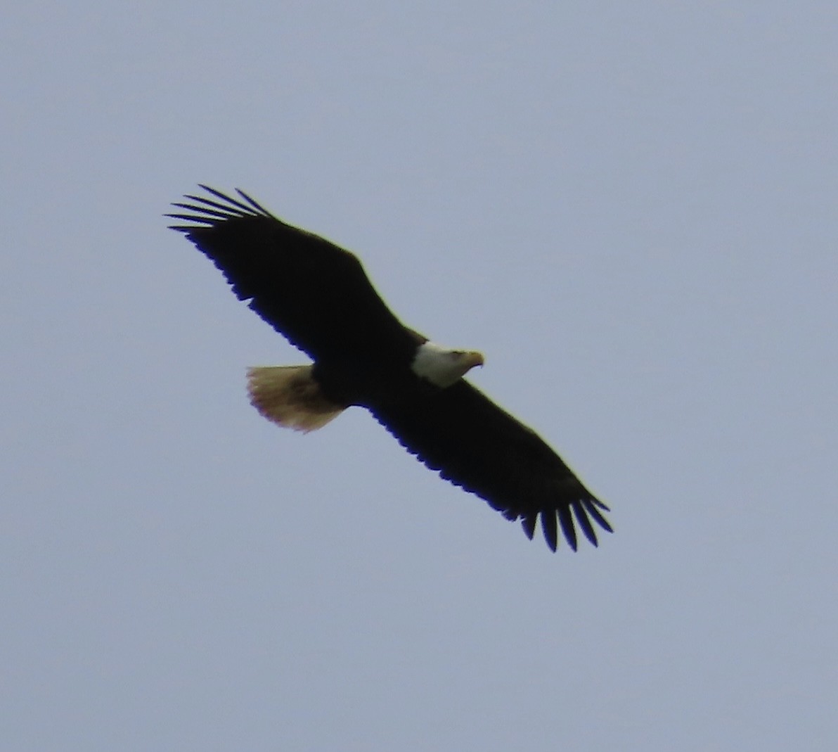 Bald Eagle - ML553125491