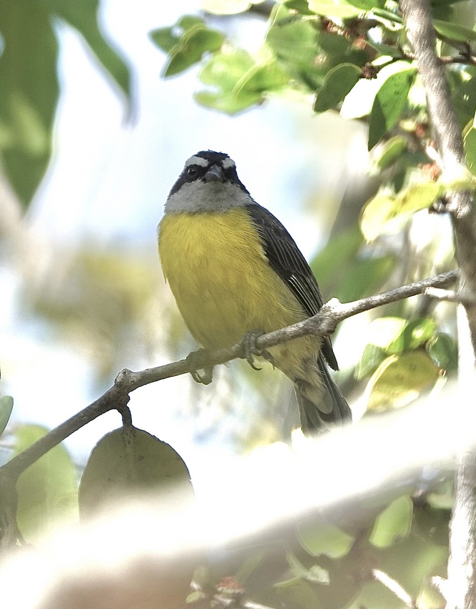 Bananaquit - Howie Nielsen