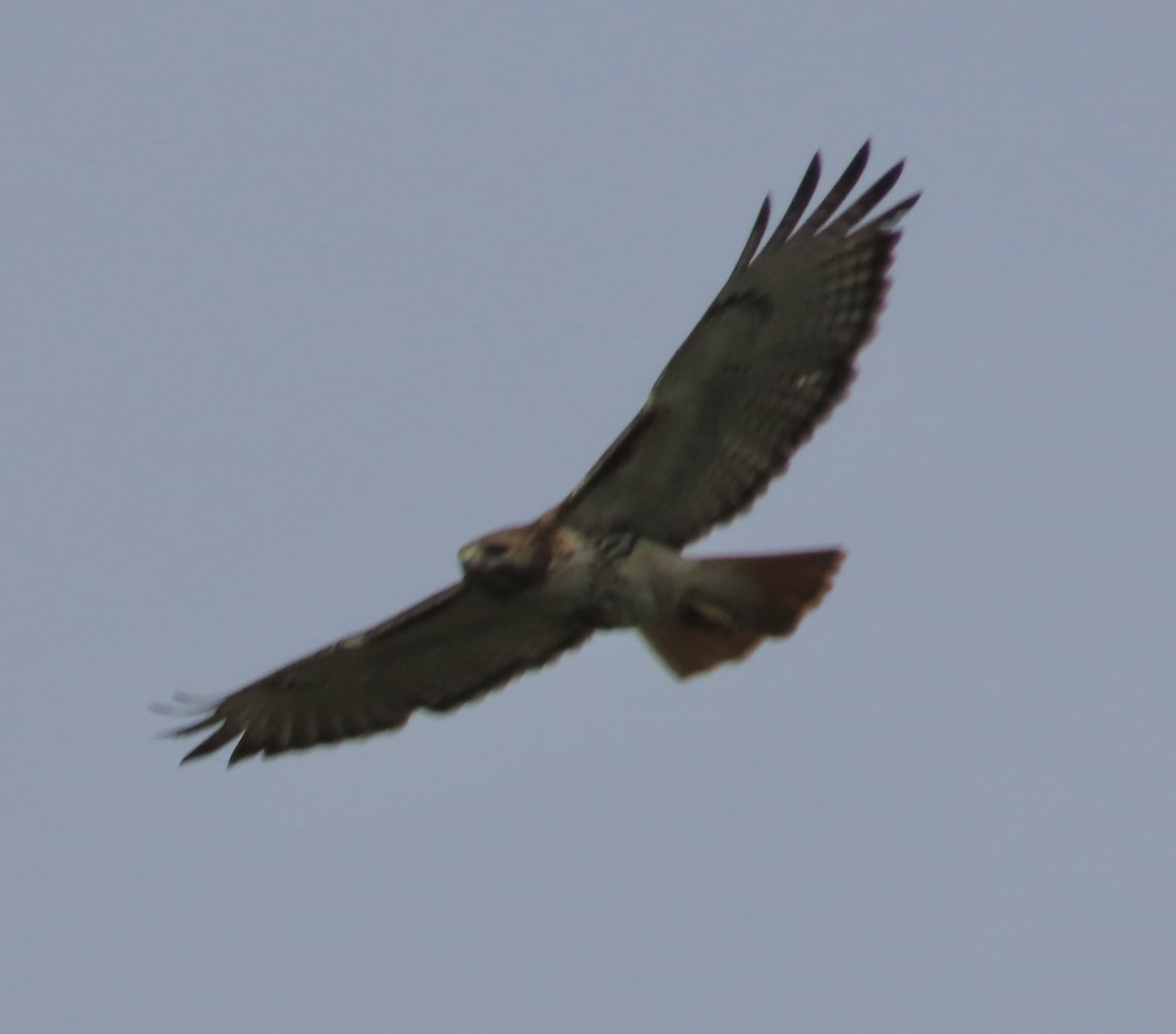Red-tailed Hawk - ML553125581
