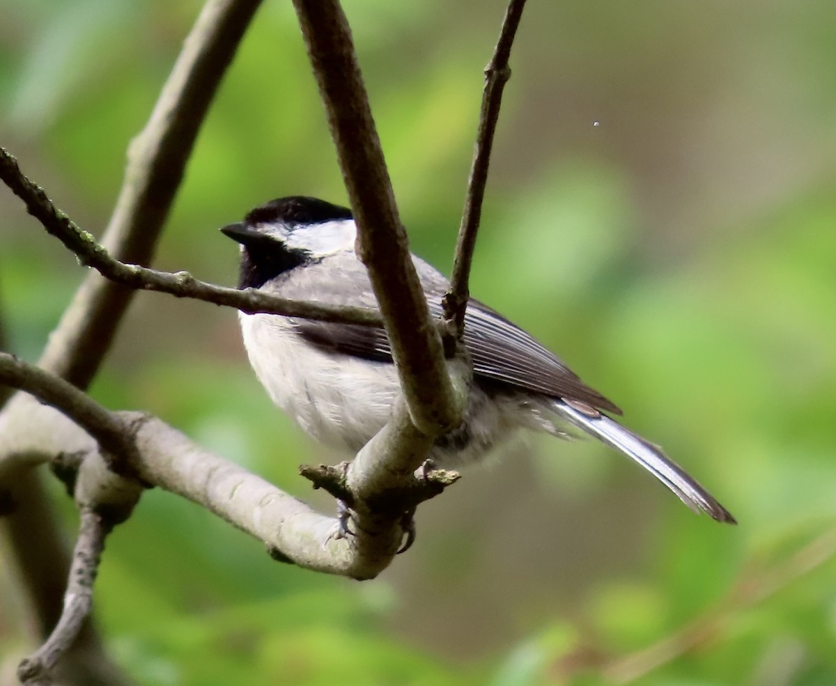 Carolina Chickadee - ML553125991