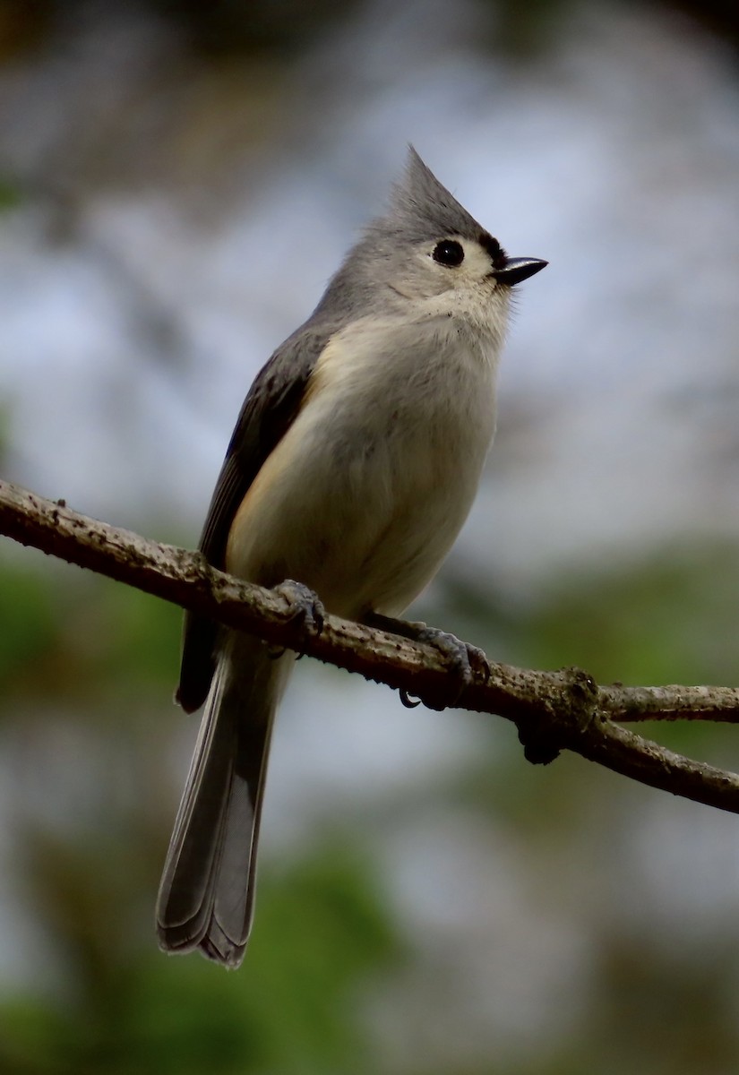 Tufted Titmouse - ML553126101