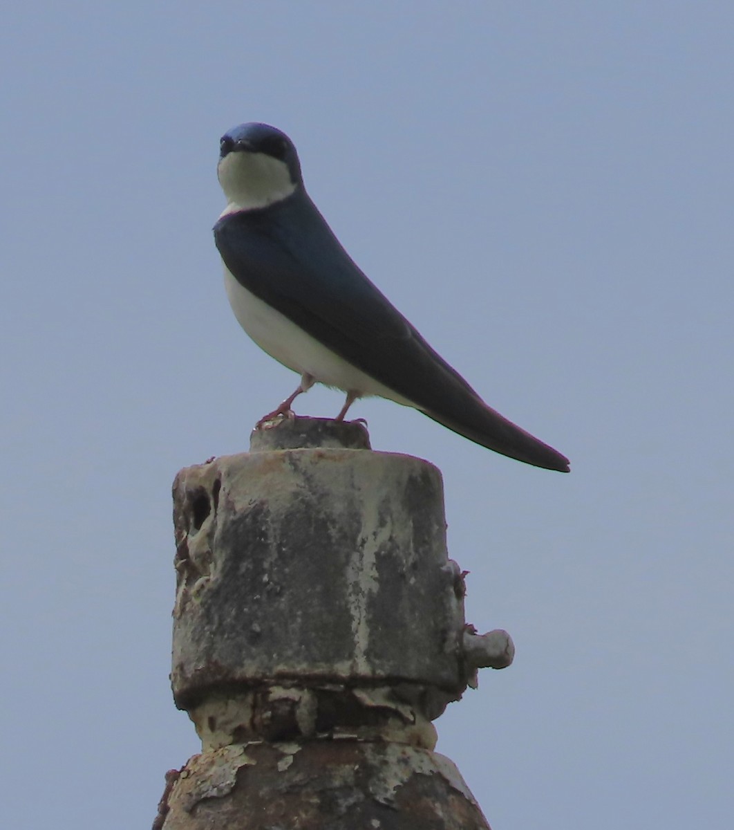 Tree Swallow - ML553126161