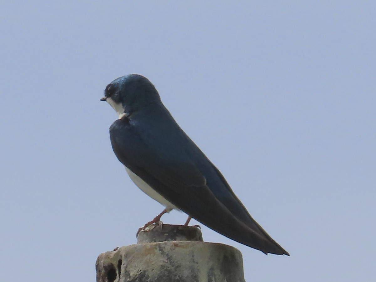 Tree Swallow - ML553126171