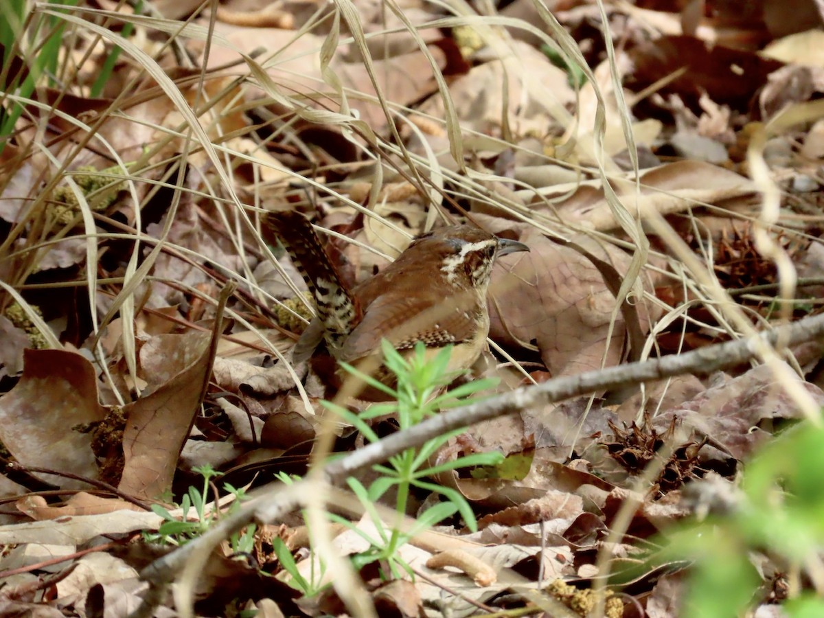 Carolina Wren - ML553126391