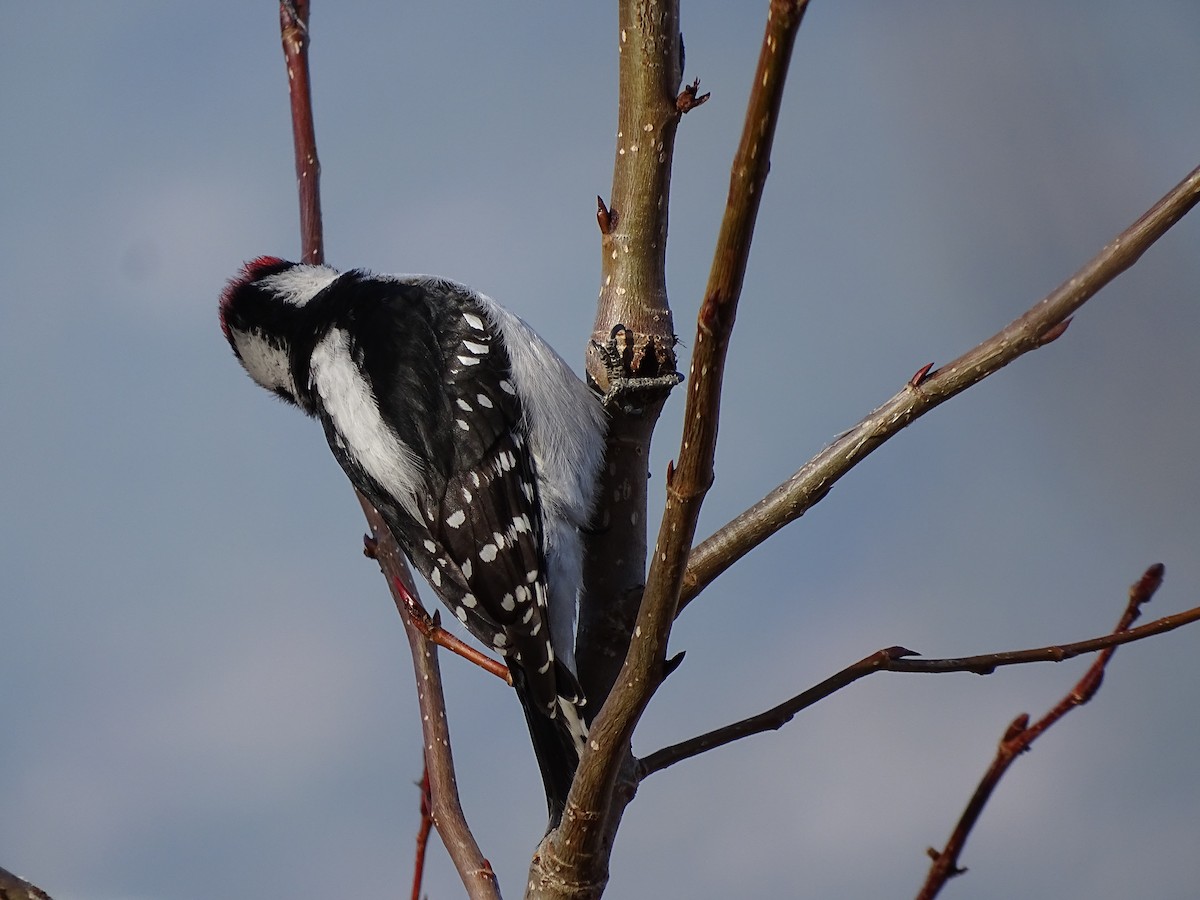 Downy Woodpecker - ML553126441