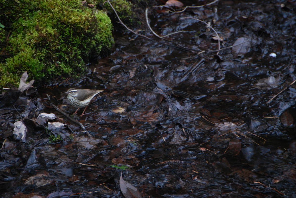 Louisiana Waterthrush - ML553126561