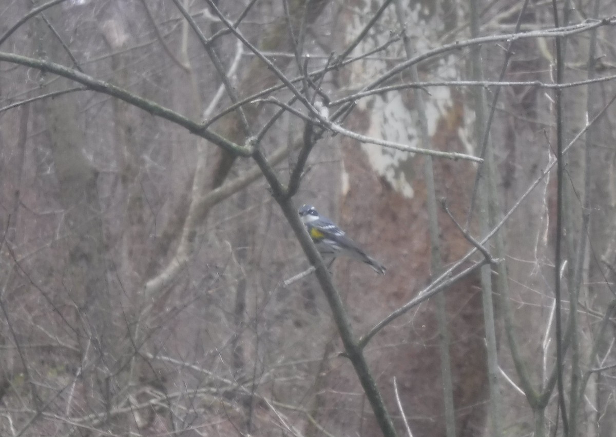 Yellow-rumped Warbler - ML553126641