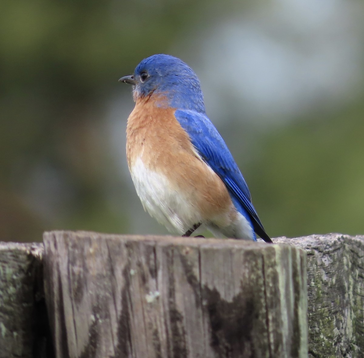 Eastern Bluebird - ML553126681