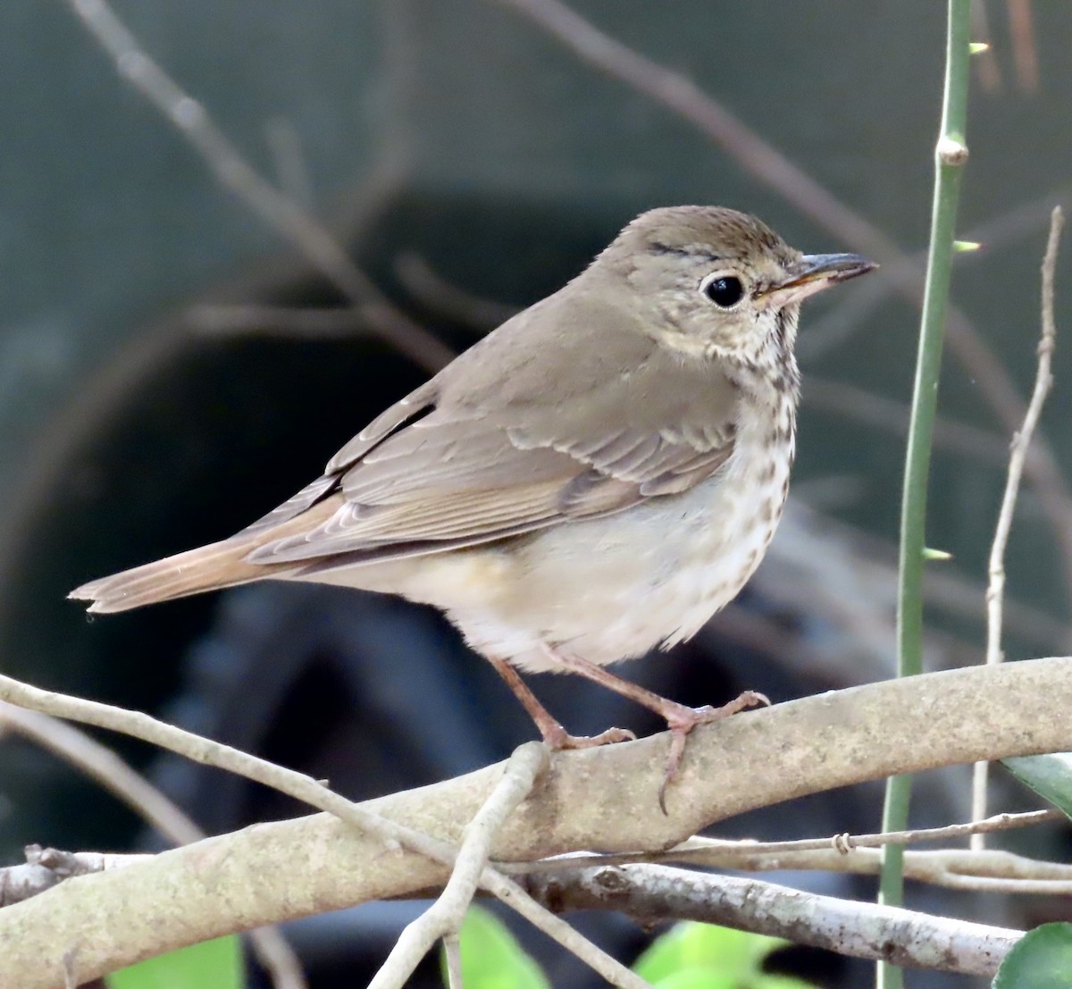 Hermit Thrush - ML553126831