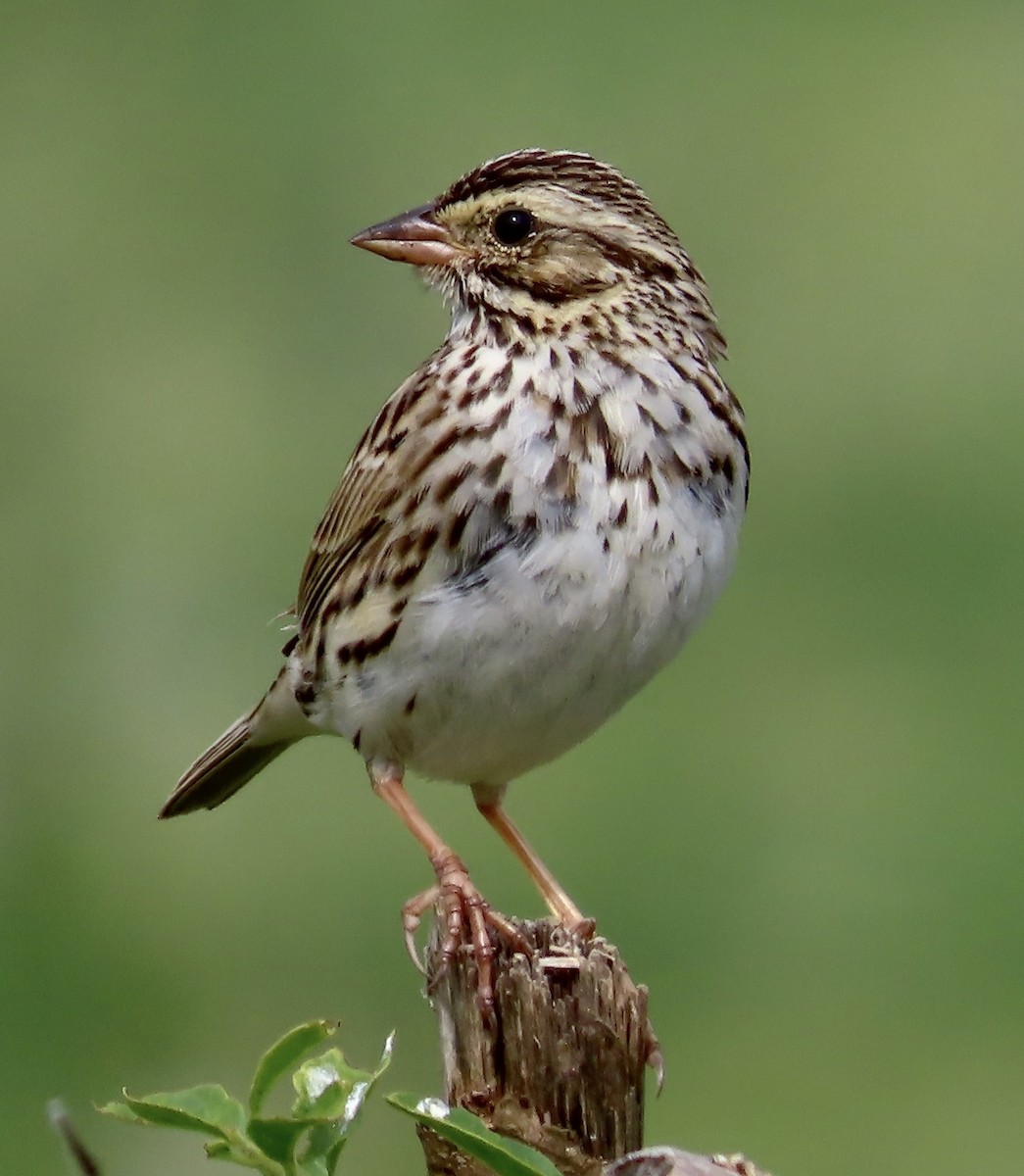 Savannah Sparrow - ML553127071