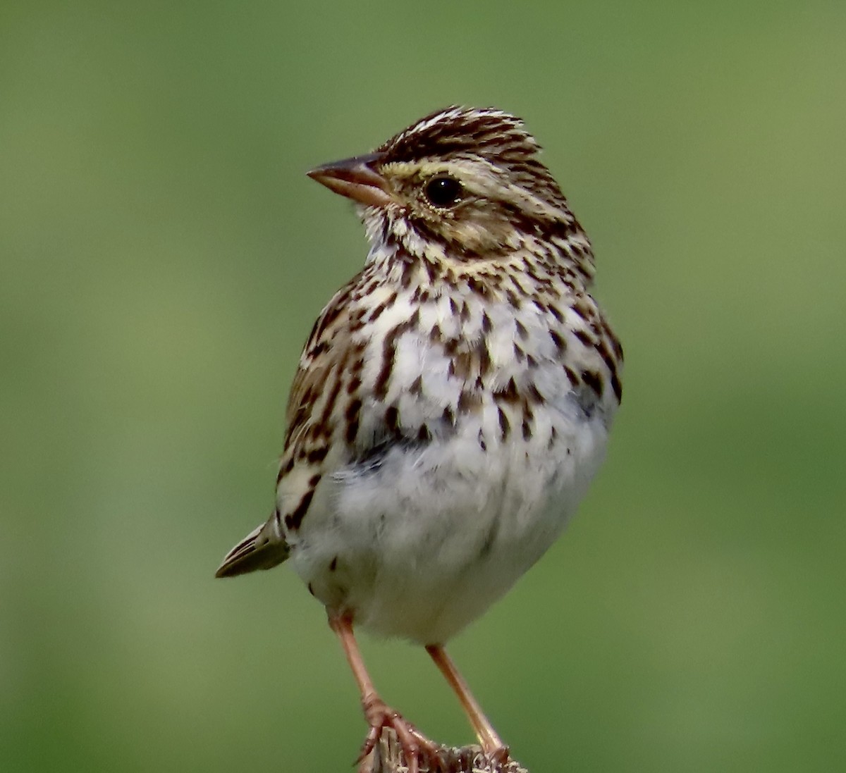 Savannah Sparrow - ML553127091