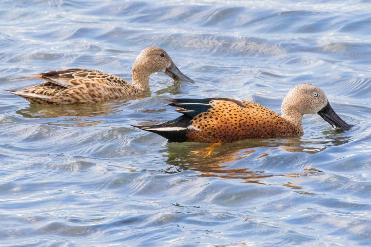 Red Shoveler - Sue Wright