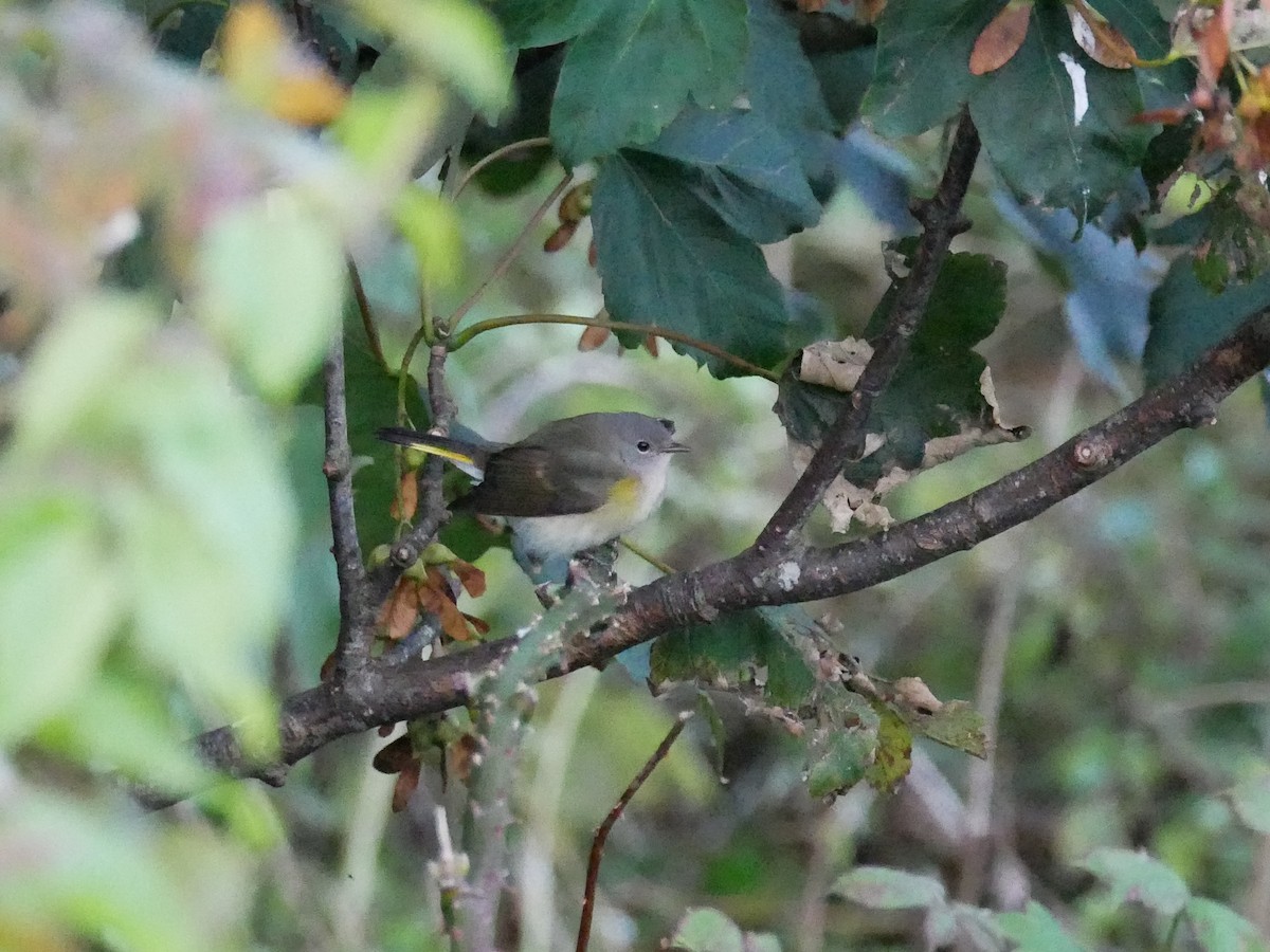 American Redstart - David Spencer