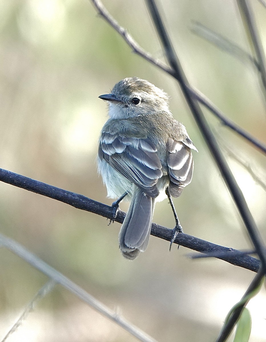 Northern Mouse-colored Tyrannulet - Howie Nielsen