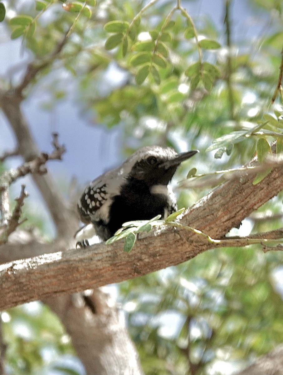 Southern White-fringed Antwren - ML553128931